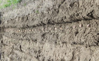 Potatoes Planted in 20 Foot Row