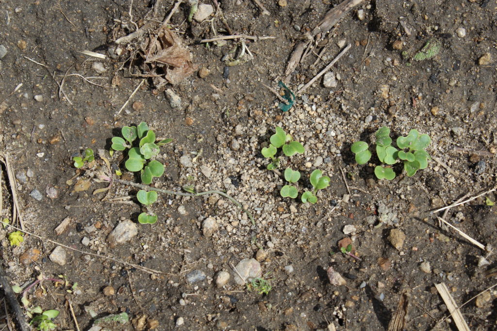 Just some radish seeds that are beginning to sprout in the garden.