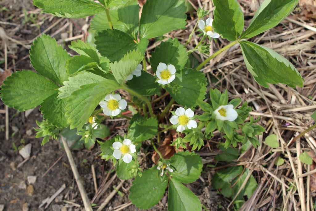 Here are strawberry flowers coming from many of my plants.