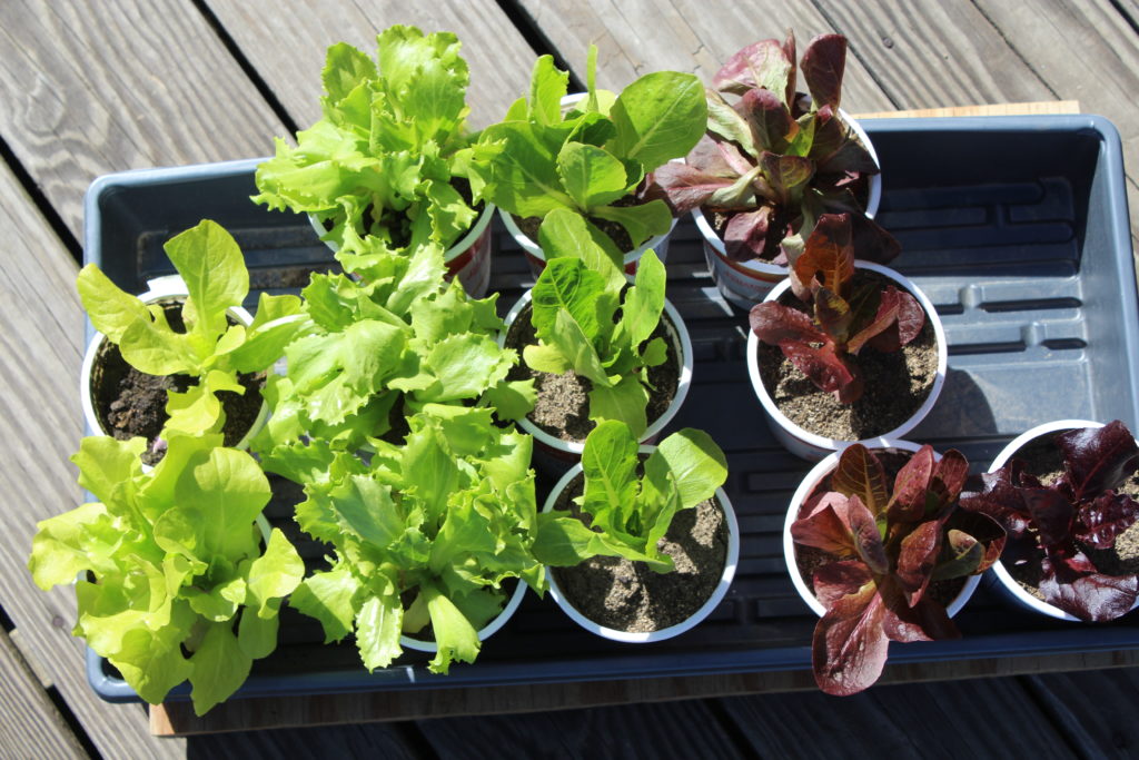 Bunch of lettuce plants transplanted into garden.