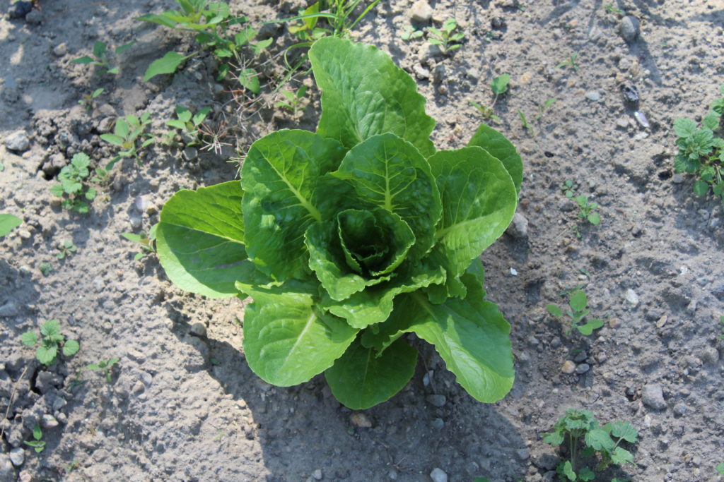 Green lettuce plant ready for harvesting.