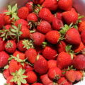 Harvesting bright red and ripe strawberries
