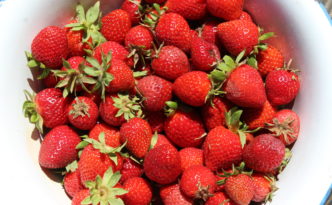Harvesting bright red and ripe strawberries