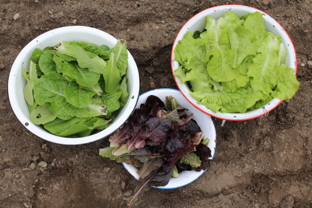just the first lettuce harvest of the season with both green and red lettuce.