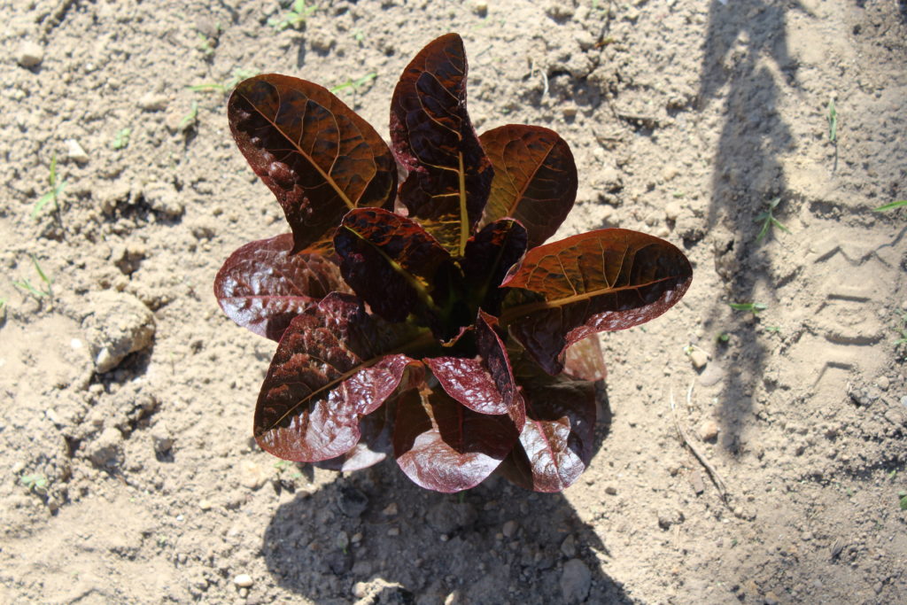 Red lettuce plant ready for consumption.