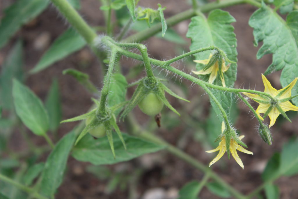 Small beefsteak tomatoes growing on tomato plant along with more flowers.