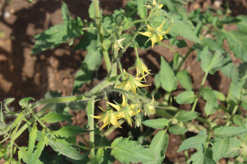 Cluster of tomato flowers.
