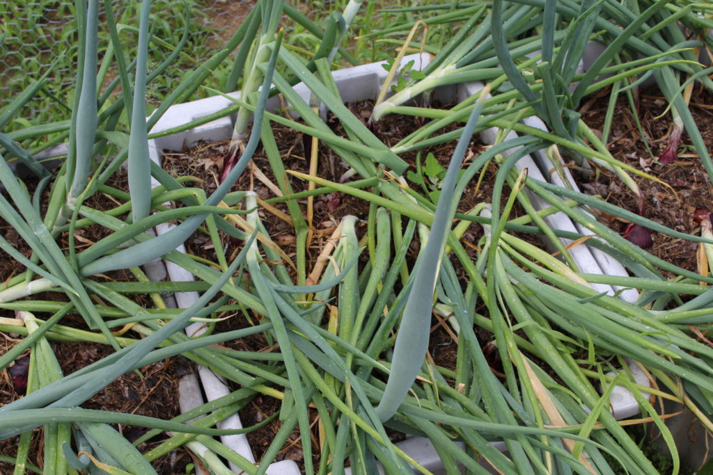Red onions stems starting to fall over which means it is time to start picking them.