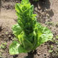 lettuce plants done with harvesting leaves.