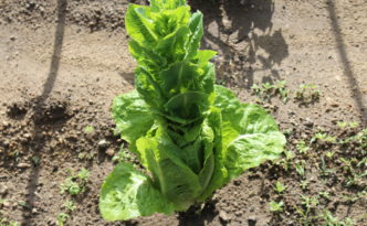 lettuce plants done with harvesting leaves.