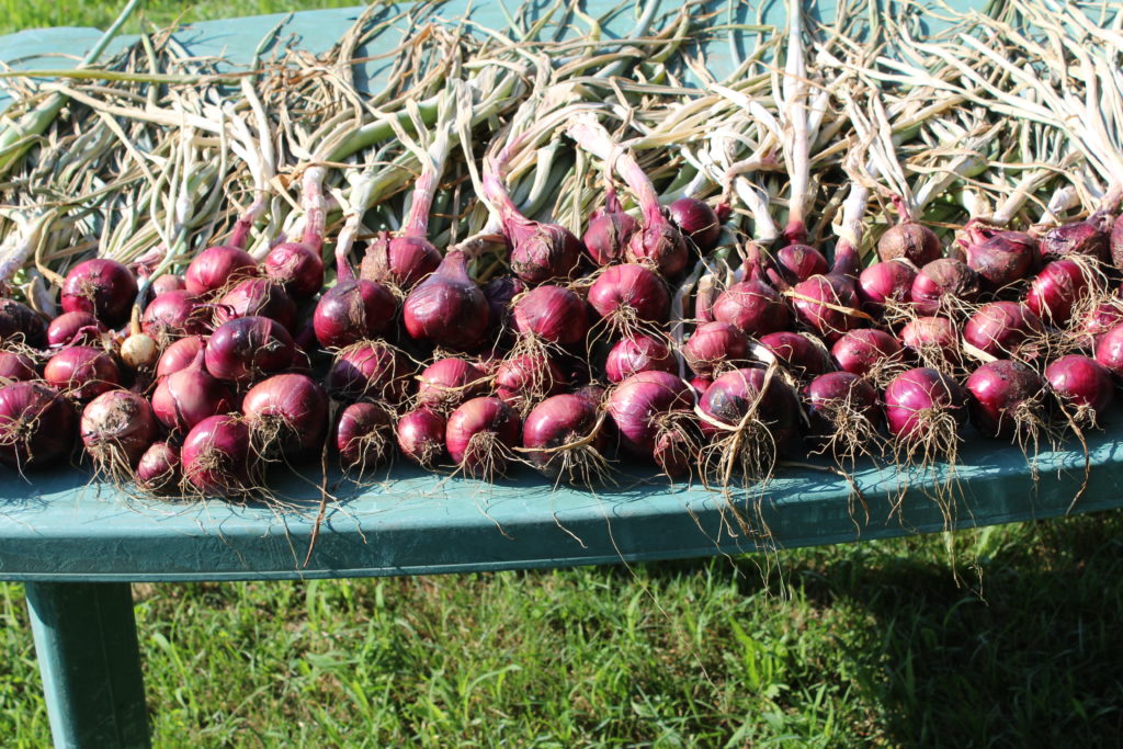 Red onions harvested this past week.
