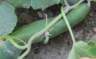 Soon to harvest cucumber