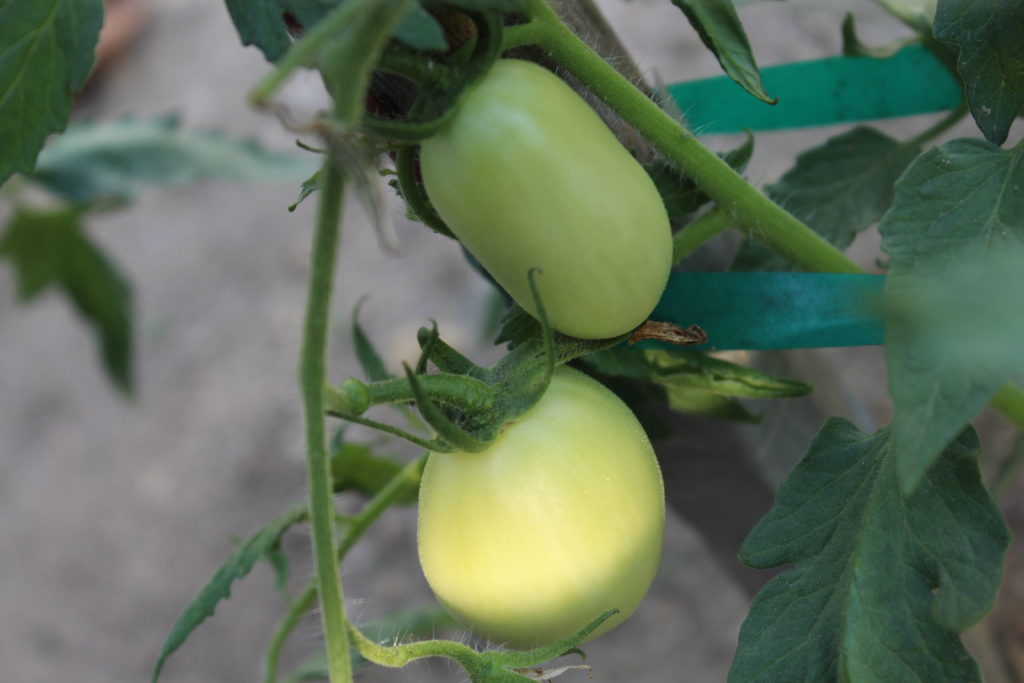 Just a couple of Roma tomatoes growing on the plant.