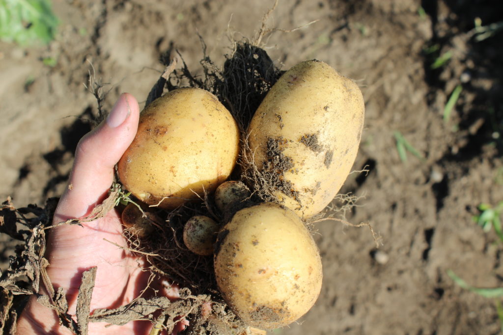 Just a cluster of potatoes harvested from one plant.