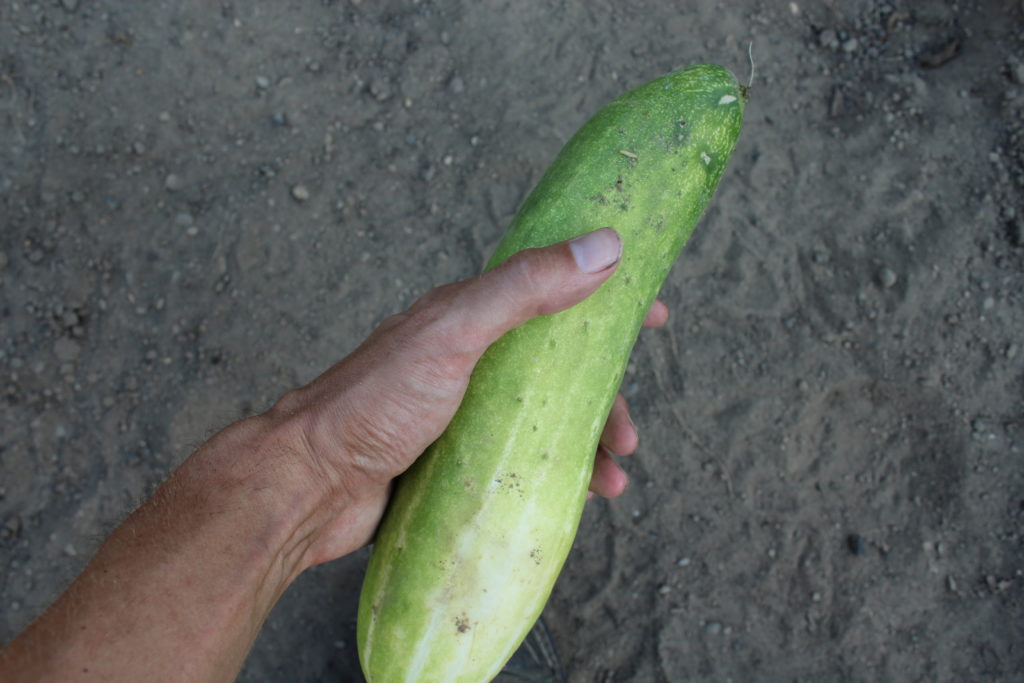 One of the two cucumbers I picked this afternoon.