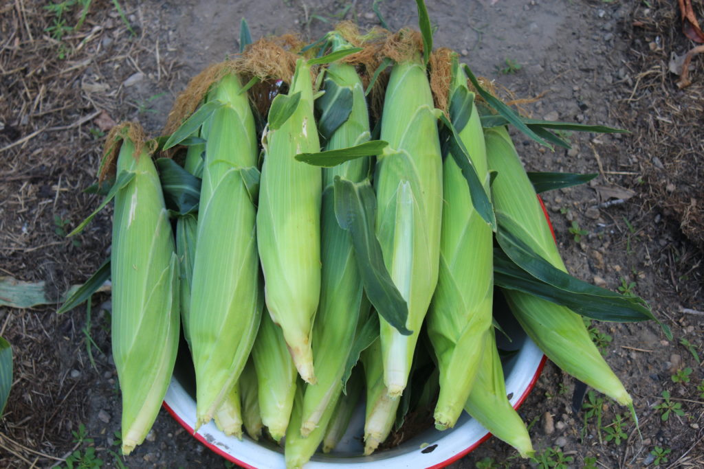 18 ears of corn harvested.