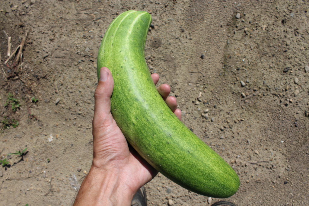 the largest cucumber I have ever picked