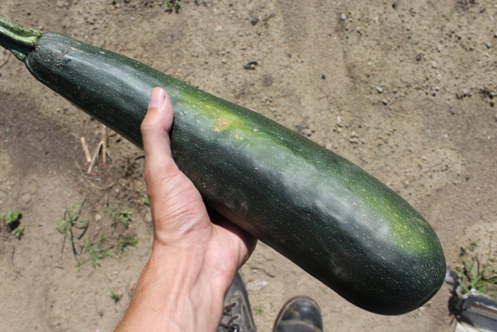 Just your typical three pound zucchini