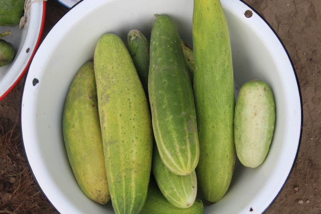 Eight cucumbers harvested today