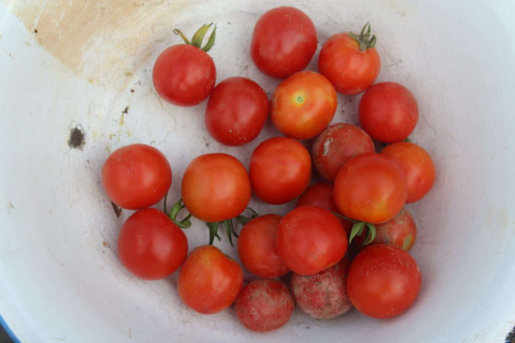 The first cherry tomatoes for 2019