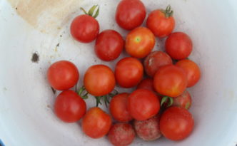 cherry tomato harvest
