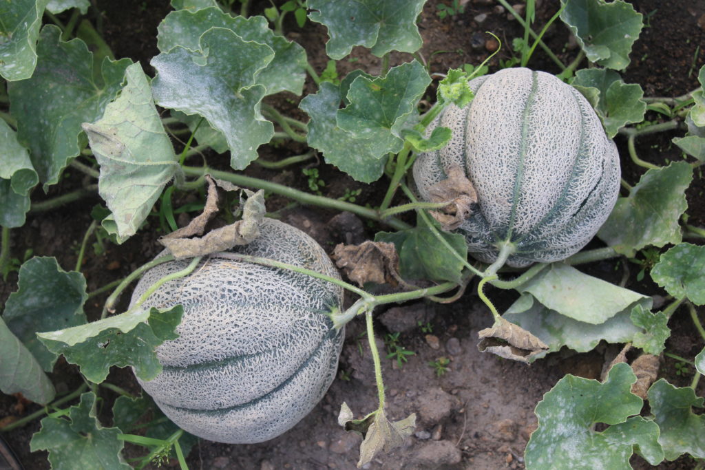 Two cantaloupes growing on vine