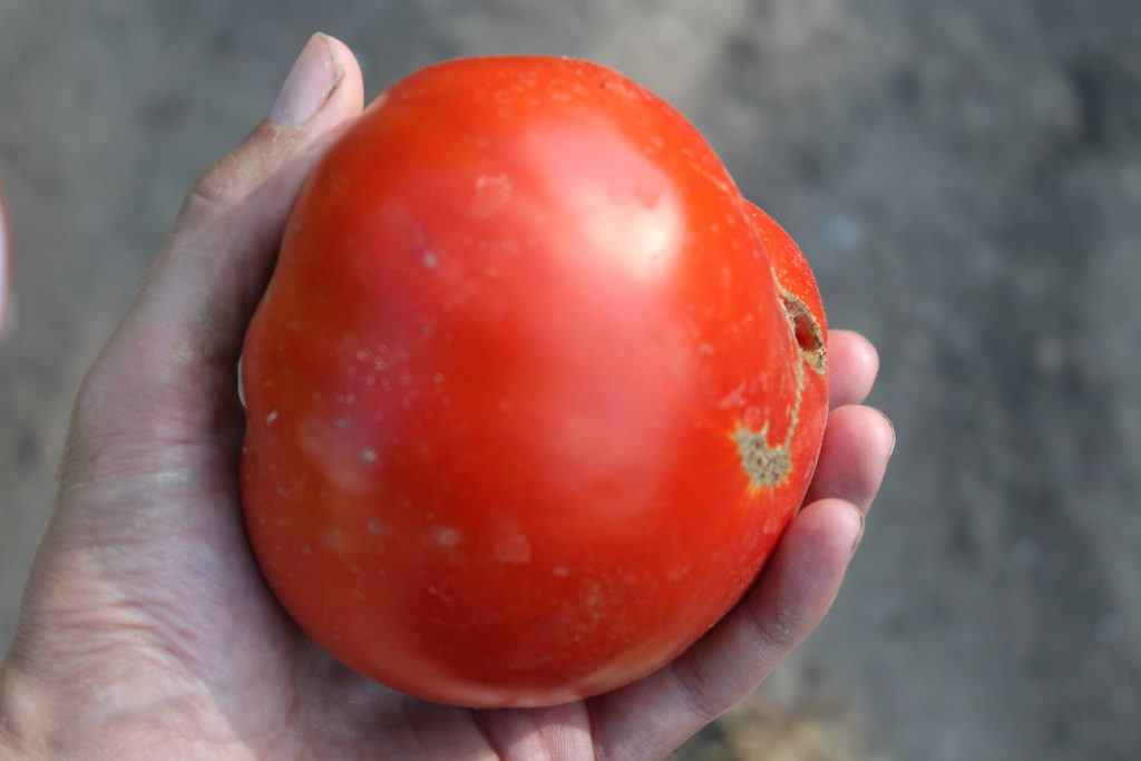 A large beefsteak tomato
