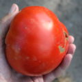 One large tomato