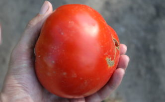 One large tomato