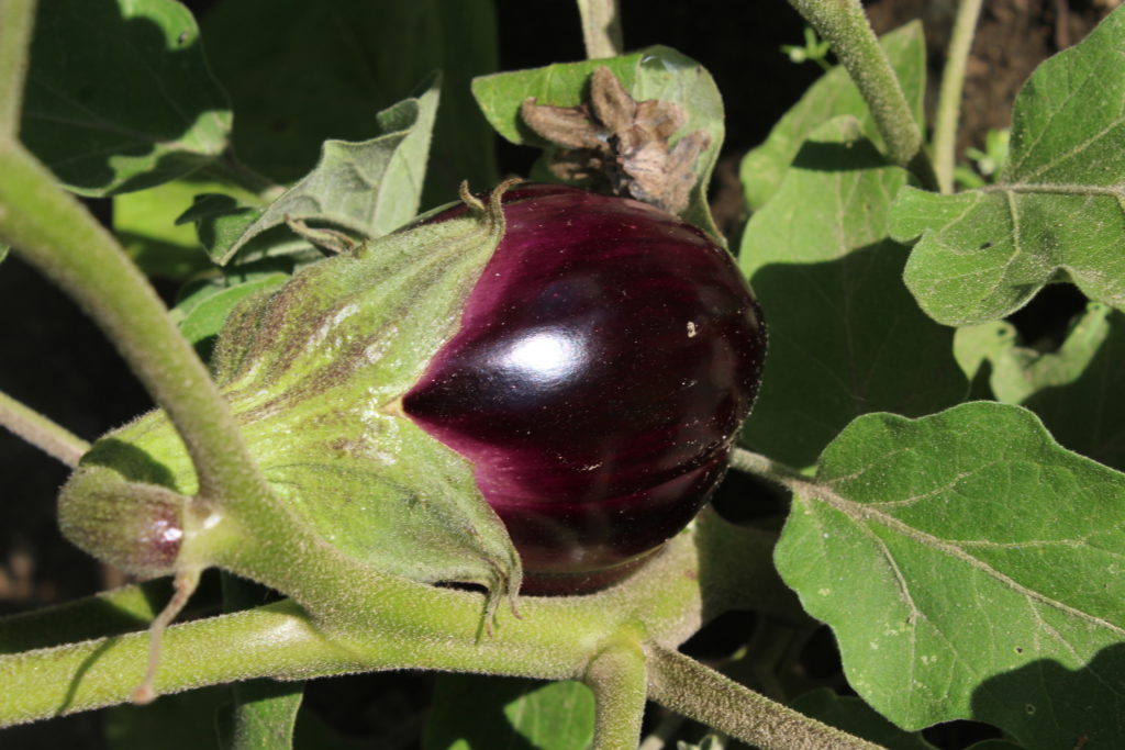 Eggplant needs a little bit more time before harvesting.