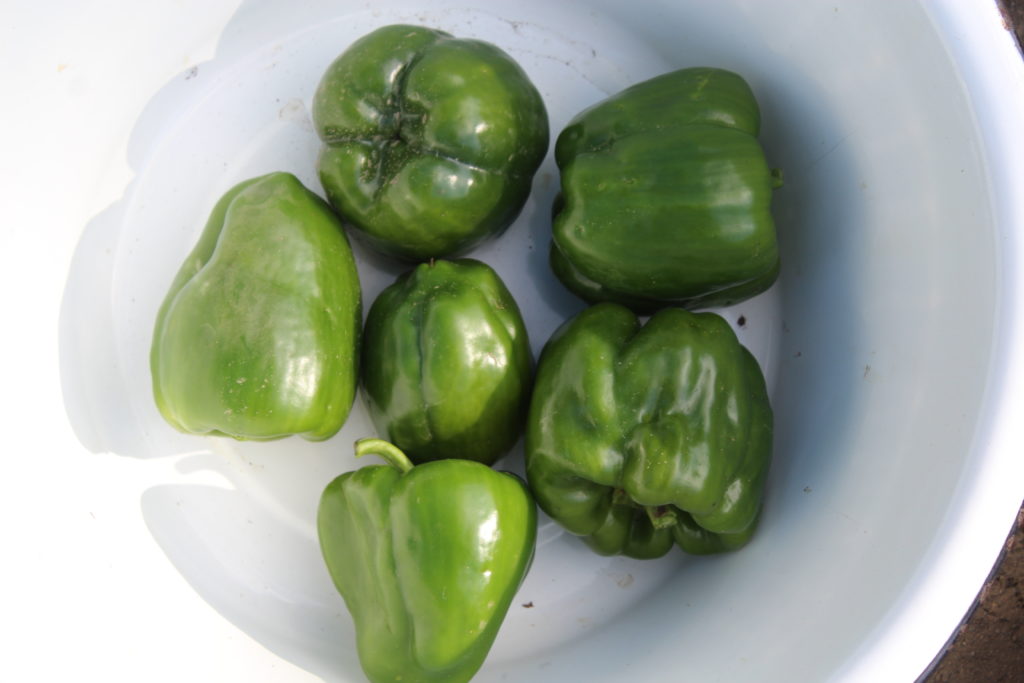 Six green peppers