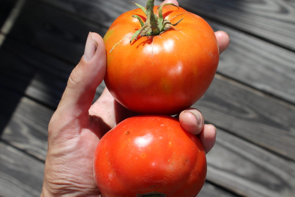 Two good sized beefsteak tomato great for sandwiches.