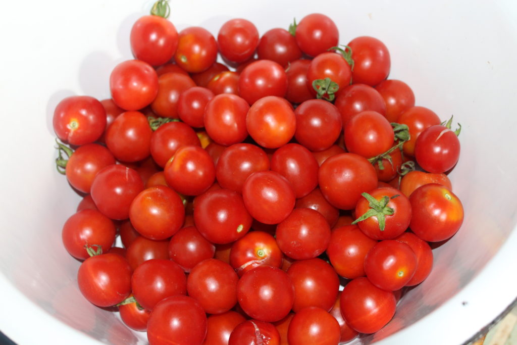 cherry tomatoes harvested recently.
