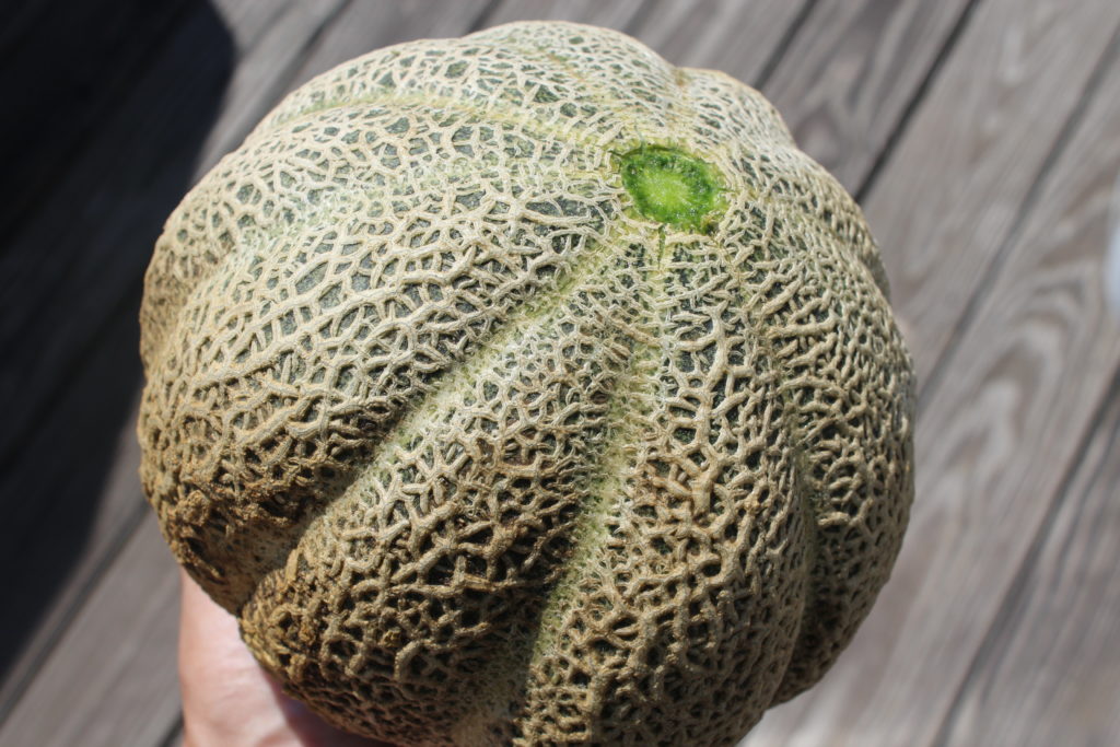 One of the first Cantaloupes harvested this season.