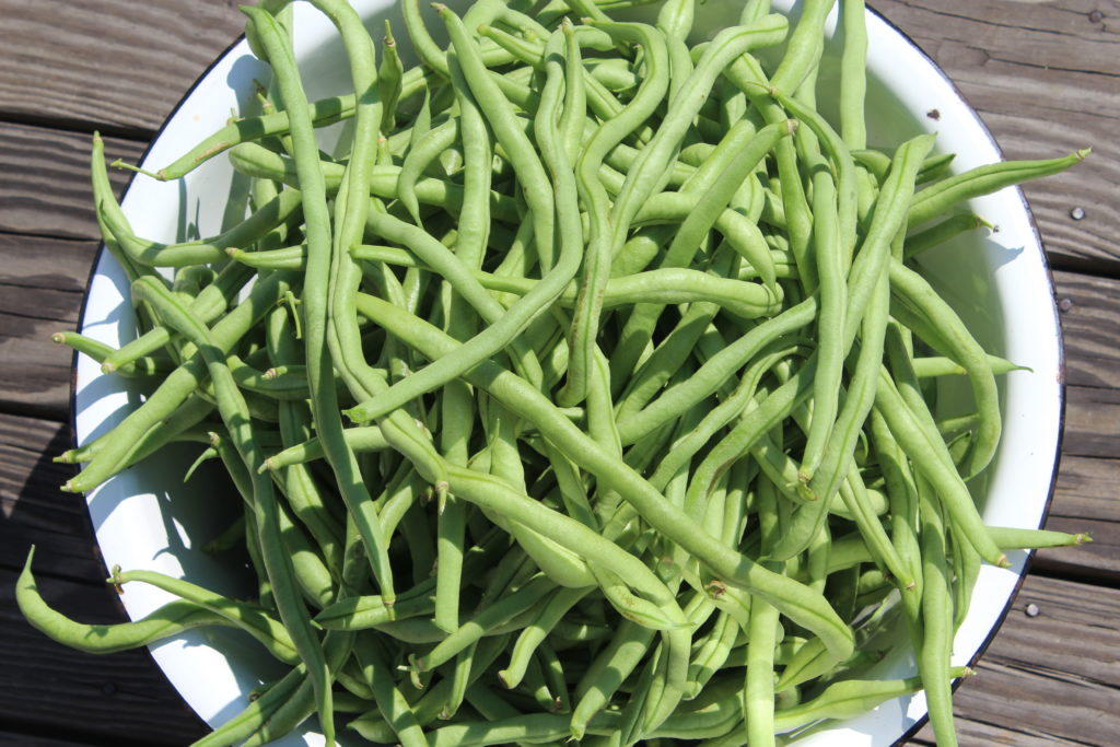 One of the earlier harvests of pole beans this season.