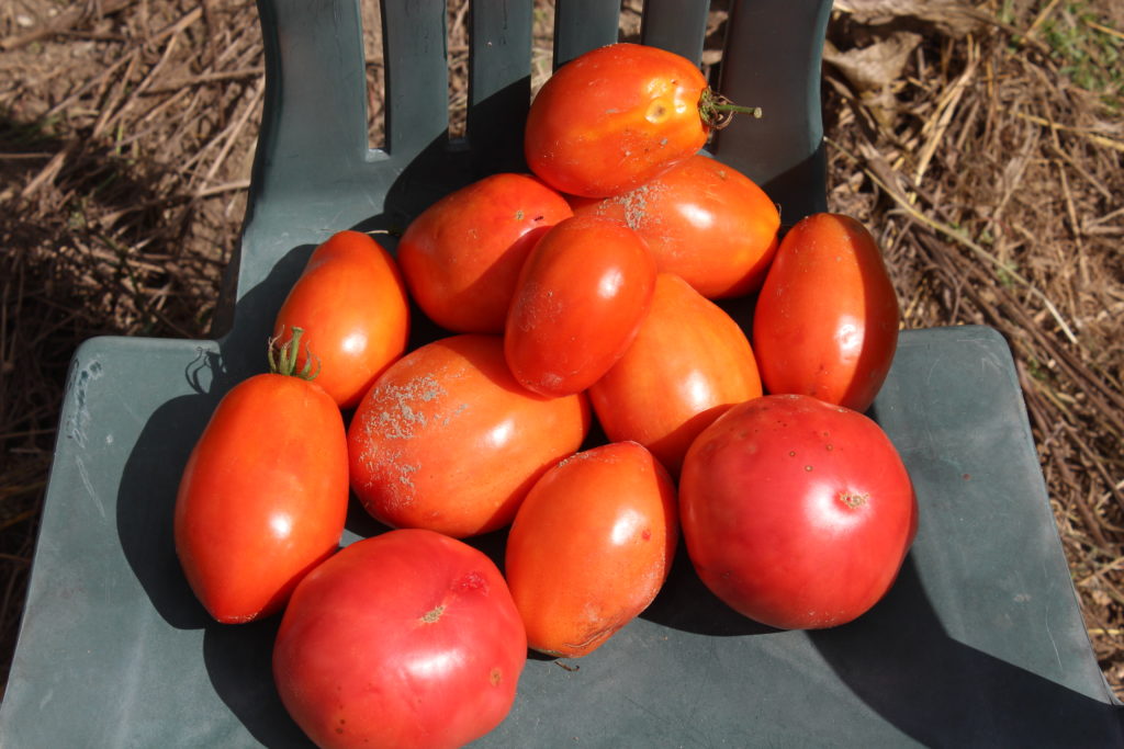 A bunch of Roma tomatoes which will be used for making sauce.