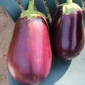 two of the bigger eggplants harvested this year.