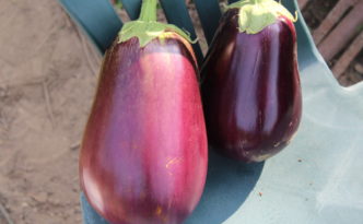 two of the bigger eggplants harvested this year.