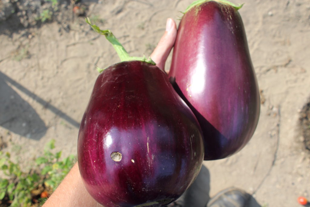 Just a couple of eggplants picked recently.