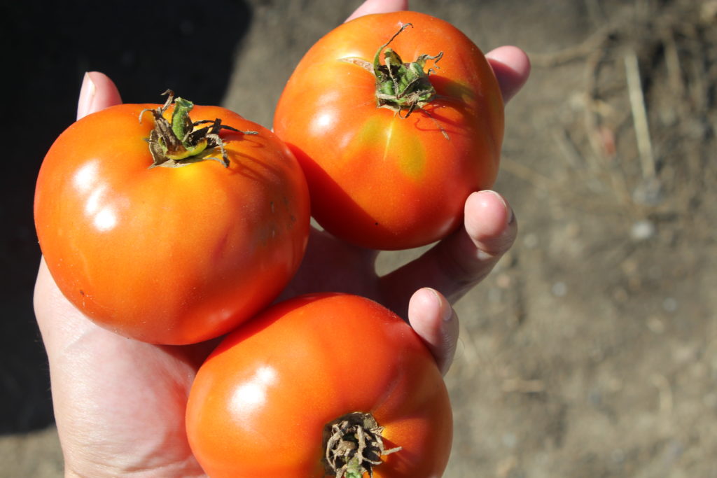 Here are three beefsteak tomatoes that I picked this season.