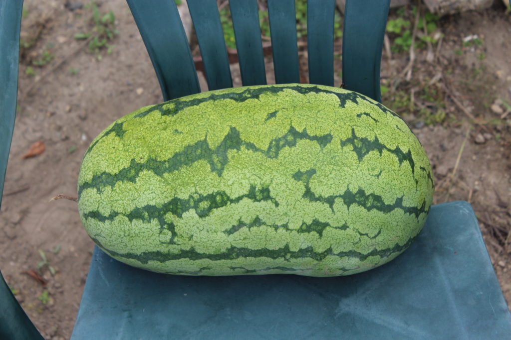 watermelon harvested in month of September.