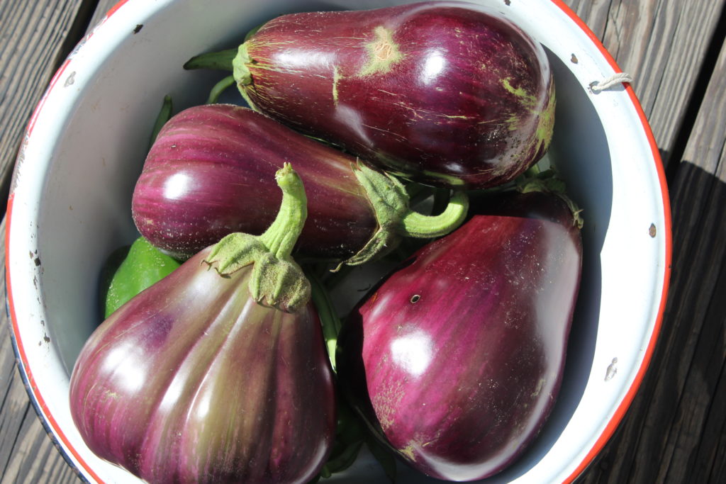 Here are five more eggplants that were harvested this season.