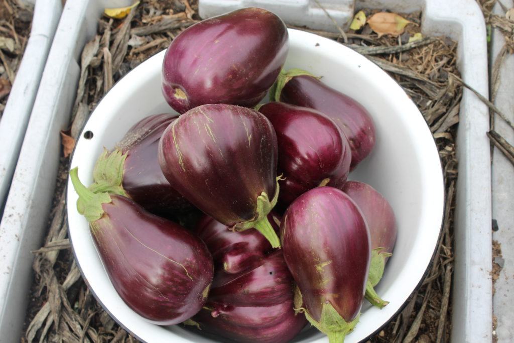 the last eggplant harvest for 2019