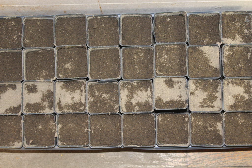 tray of containers with seeds.