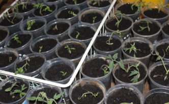 transplanted tomatoes into larger containers