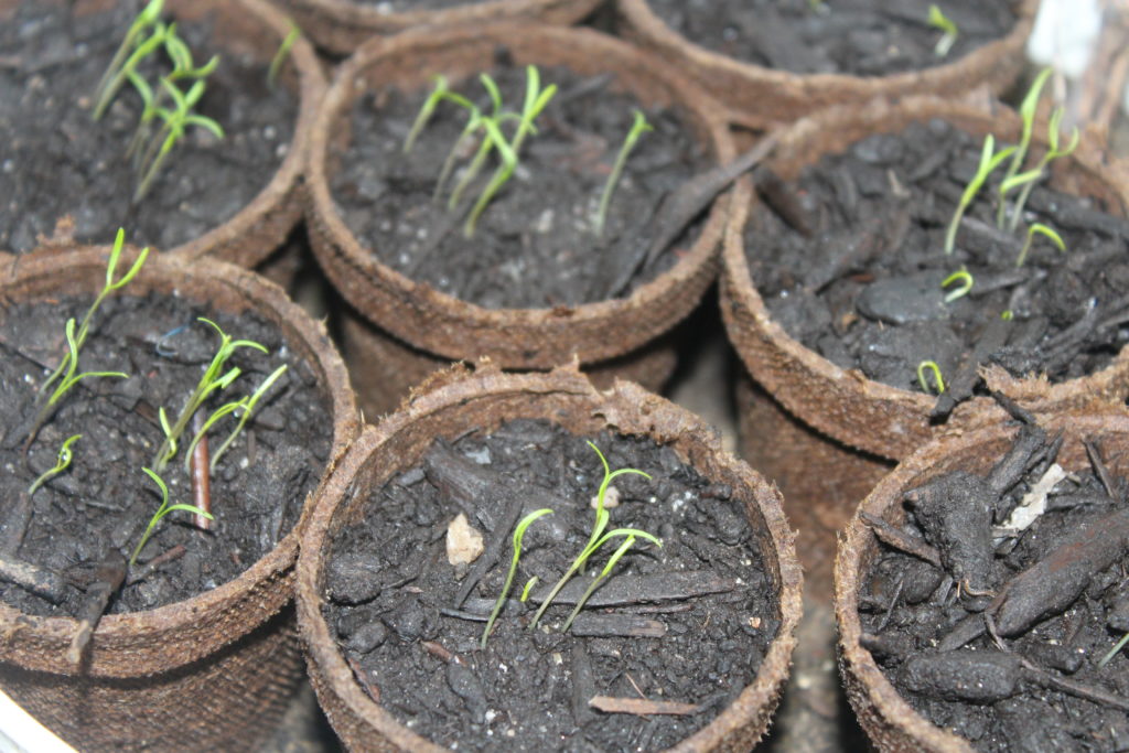carrot seeds placed in peat pots sprouting.