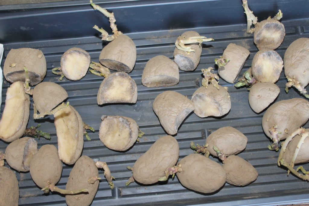 Potato seeds cut and ready for planting.