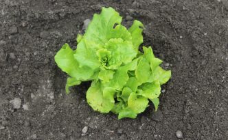 lettuce transplanted into garden