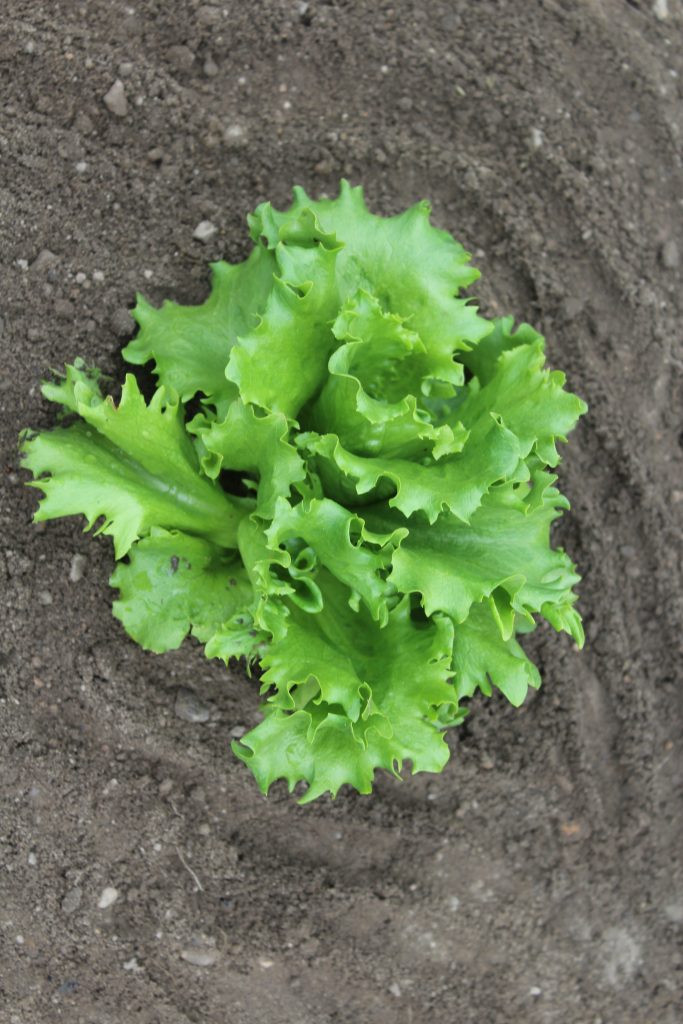 green lettuce transplanted