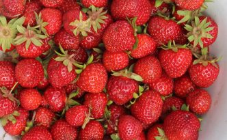 Strawberry Harvest